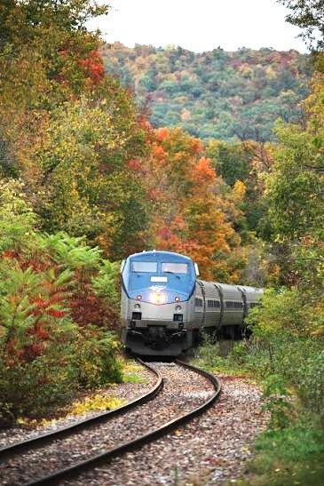 An Amtrak train rounding a curve through brilliant orange and green fall foliage.